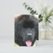 Cute Newfoundland Briefkaart (Staand voorkant)
