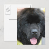 Cute Newfoundland Briefkaart (Voorkant / Achterkant)