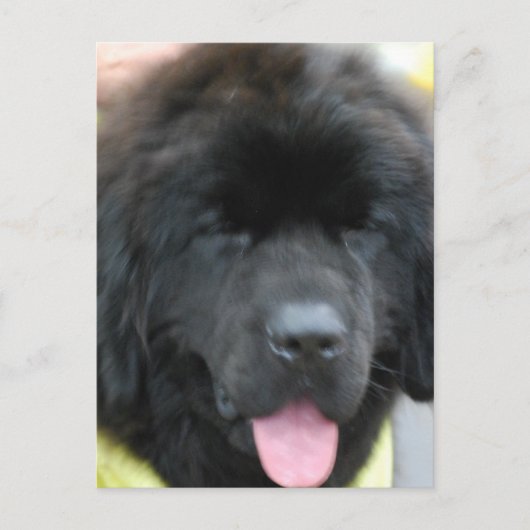 Cute Newfoundland Briefkaart (Voorkant)