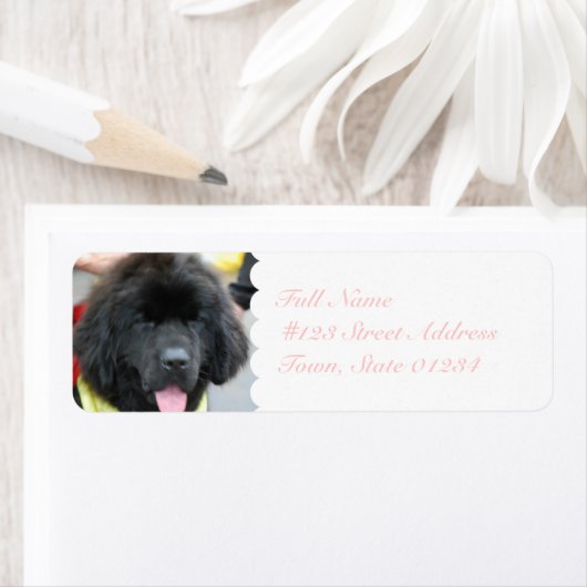 Cute Newfoundland Mailing Labels (Insitu)