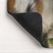 Cute Nigerian Dwarf Dairy Goat Kind Muismat (Hoek)