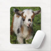 Cute Nigerian Dwarf Dairy Goat Kind Muismat (Met muis)