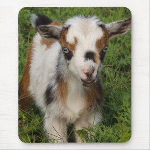 Cute Nigerian Dwarf Dairy Goat Kind Muismat