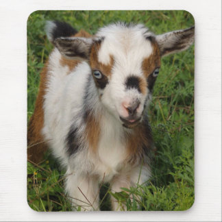 Cute Nigerian Dwarf Dairy Goat Kind Muismat