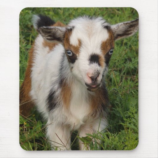 Cute Nigerian Dwarf Dairy Goat Kind Muismat (Voorkant)