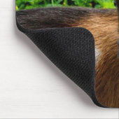 Cute Nigerian Dwarf Dairy Goat Kind Muismat (Hoek)