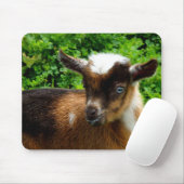Cute Nigerian Dwarf Dairy Goat Kind Muismat (Met muis)
