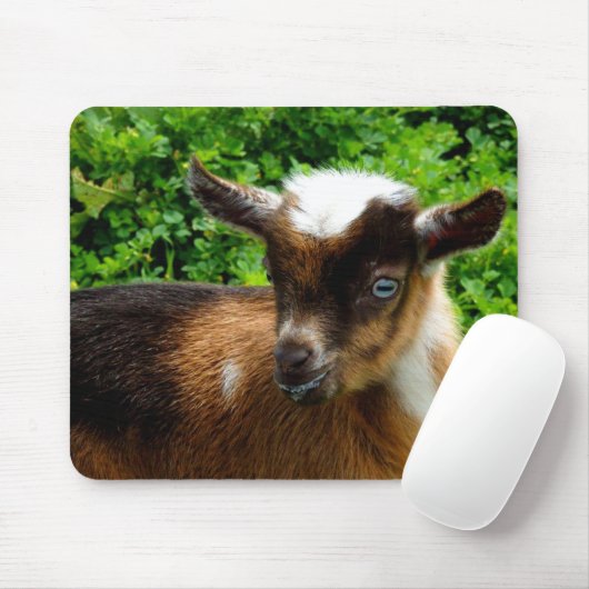 Cute Nigerian Dwarf Dairy Goat Kind Muismat (Met muis)