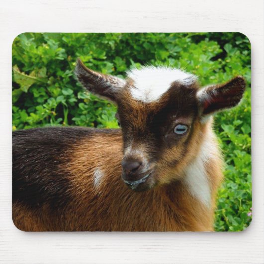 Cute Nigerian Dwarf Dairy Goat Kind Muismat (Voorkant)