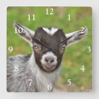 Cute Nigerian Dwarf Dairy Goat Kind