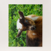 Cute Nigerian Dwarf Goat Kind met Blue Eyes Legpuzzel (Verticaal)