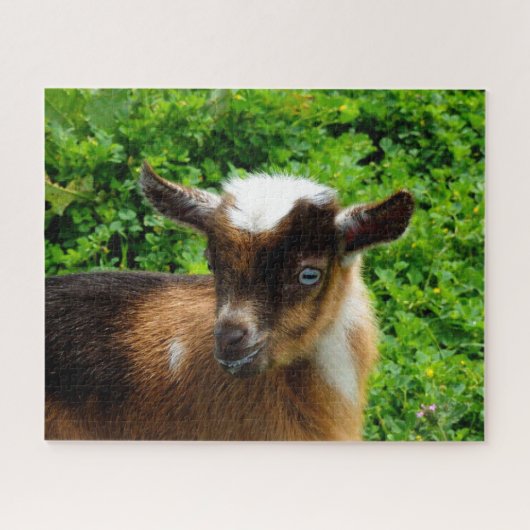 Cute Nigerian Dwarf Goat Kind met Blue Eyes Legpuzzel (Horizontaal)