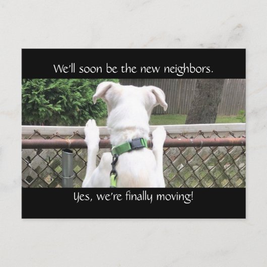 Cute Nosey White Dog probeert de buren te zien Briefkaart (Voorkant)