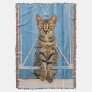 Cute Nosy Tabby Cat Kitten Sitting in a Blue Fence Deken
