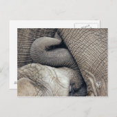 Cute Nursing Baby Elephant Borst door moeder Briefkaart (Voorkant / Achterkant)