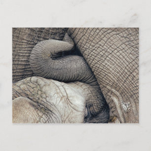Cute Nursing Baby Elephant Borst door moeder Briefkaart