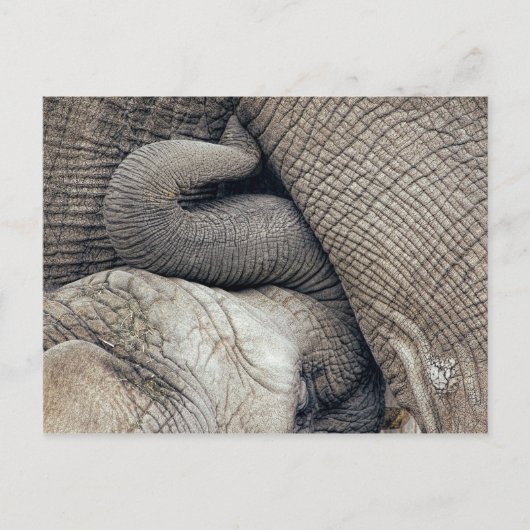 Cute Nursing Baby Elephant Borst door moeder Briefkaart (Voorkant)