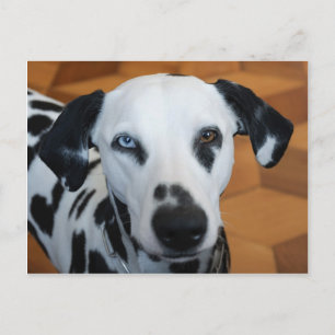 Cute One Blue Eye Dalmatian Dog Briefkaart