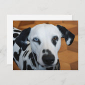 Cute One Blue Eye Dalmatian Dog Briefkaart (Voorkant / Achterkant)