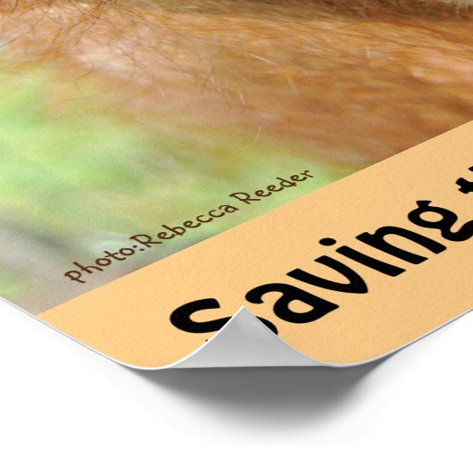 Cute Orangutan Endangered Species Poster (Hoek)