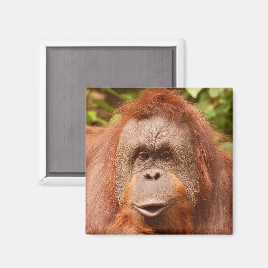 Cute orangutan magneet (Voorkant / Achterkant)