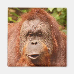 Cute orangutan magneet