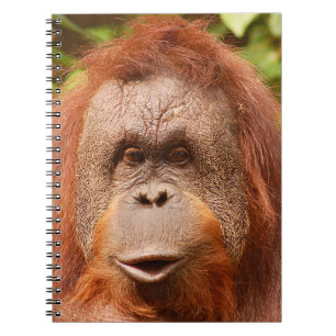 Cute orangutan notitieboek