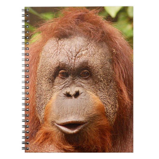 Cute orangutan notitieboek (Voorkant)