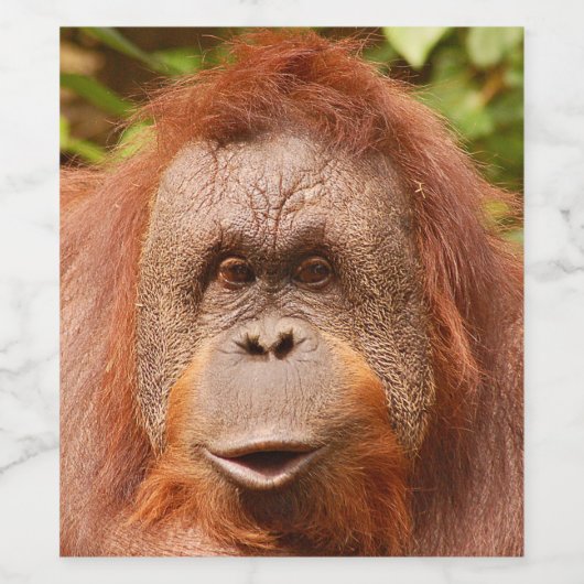 Cute orangutan wijn etiket (Enkel label)