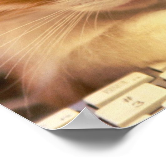 Cute Oranje Kitten Herfsten Aslapen Poster (Hoek)