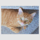 Cute Oranje Tabby Cat Decoupage Tissuepapier (Voorkant)