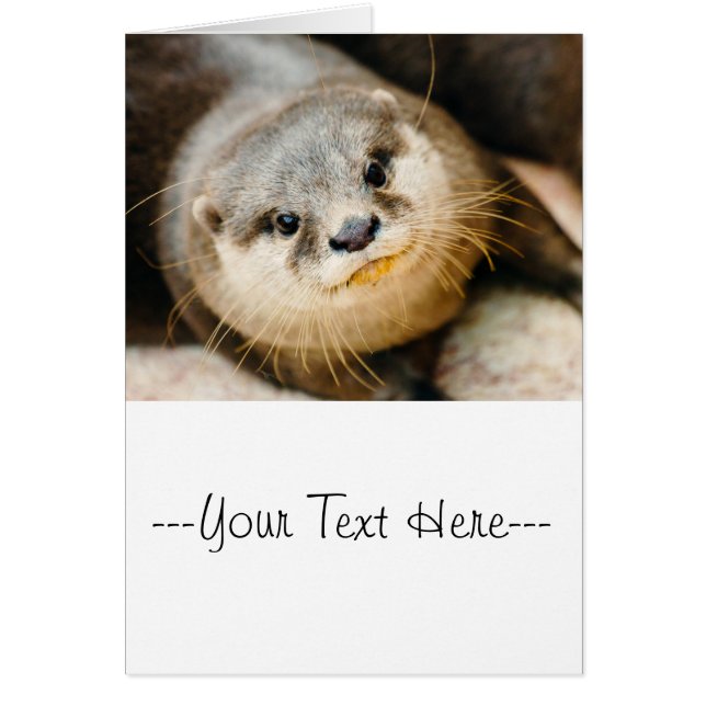 Cute Otter, Animal Portret, Natuur Fotografie (Voorkant)
