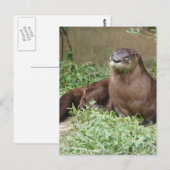 Cute Otter Briefkaart (Voorkant / Achterkant)