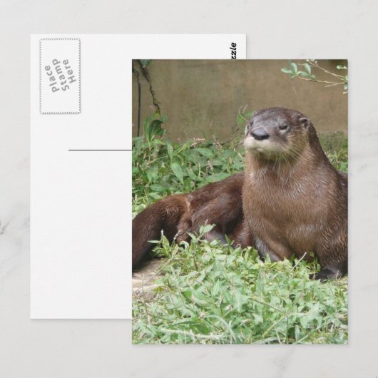 Cute Otter Briefkaart (Voorkant / Achterkant)