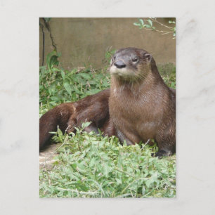 Cute Otter Briefkaart