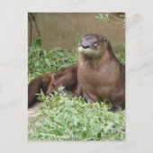 Cute Otter Briefkaart (Voorkant)