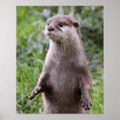 Cute Otter Poster (Voorkant)