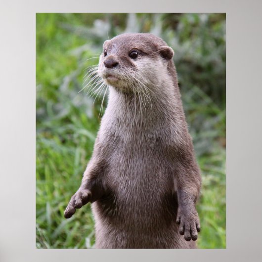 Cute Otter Poster (Voorkant)