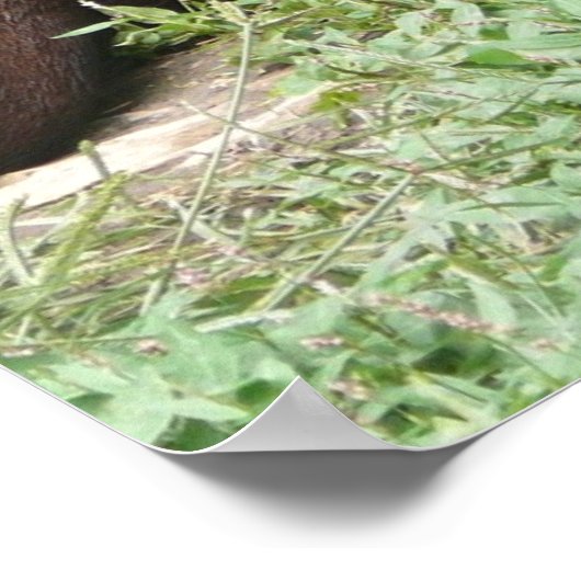 Cute Otter Poster (Hoek)