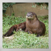 Cute Otter Poster (Voorkant)
