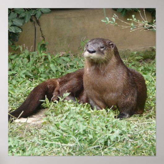 Cute Otter Poster (Voorkant)