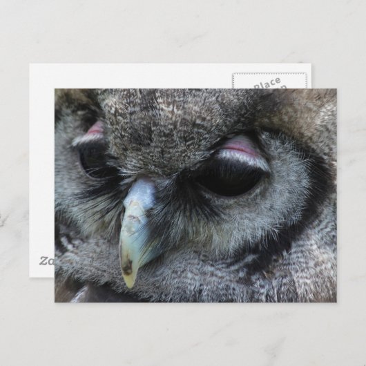 Cute Owl Briefkaart (Voorkant / Achterkant)