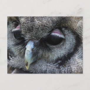 Cute Owl Briefkaart