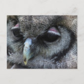 Cute Owl Briefkaart (Voorkant)