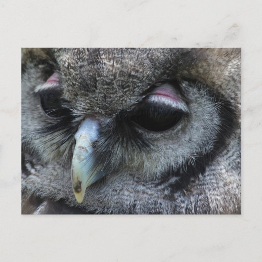 Cute Owl Briefkaart (Voorkant)