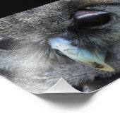 Cute Owl Foto Afdruk (Hoek)