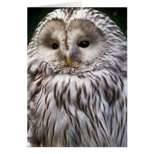 CUTE OWL Greetings card (Voorkant)