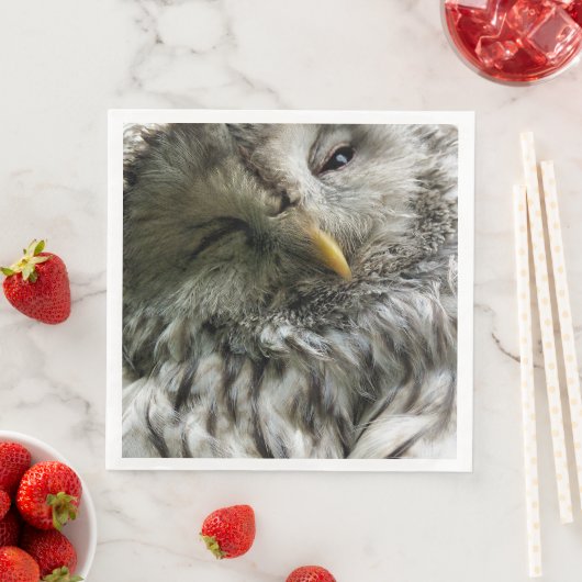 CUTE OWL SERVETTEN (Insitu)