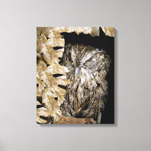 Cute Owl Wink Canvas Afdruk