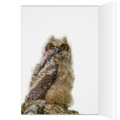 Cute Owlet (Binnen (Links))